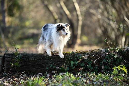 CH. Légolas esprit rebelle le bleu du grain de soleil