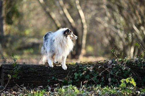 CH. Légolas esprit rebelle le bleu du grain de soleil