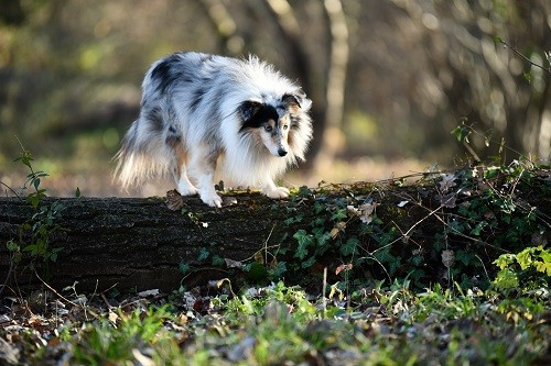 CH. Légolas esprit rebelle le bleu du grain de soleil