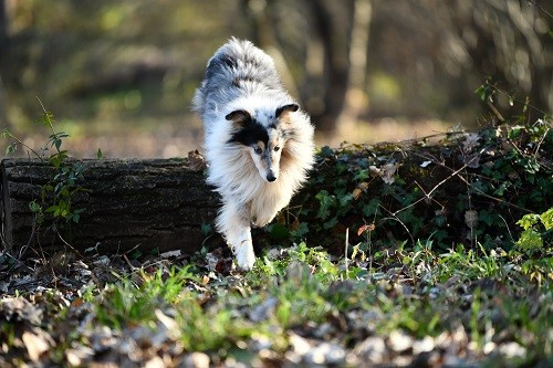 CH. Légolas esprit rebelle le bleu du grain de soleil