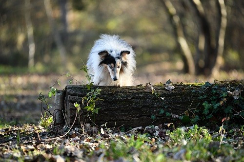 CH. Légolas esprit rebelle le bleu du grain de soleil