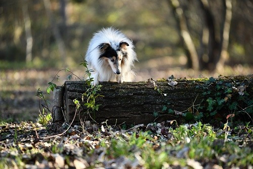 CH. Légolas esprit rebelle le bleu du grain de soleil
