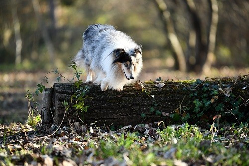 CH. Légolas esprit rebelle le bleu du grain de soleil