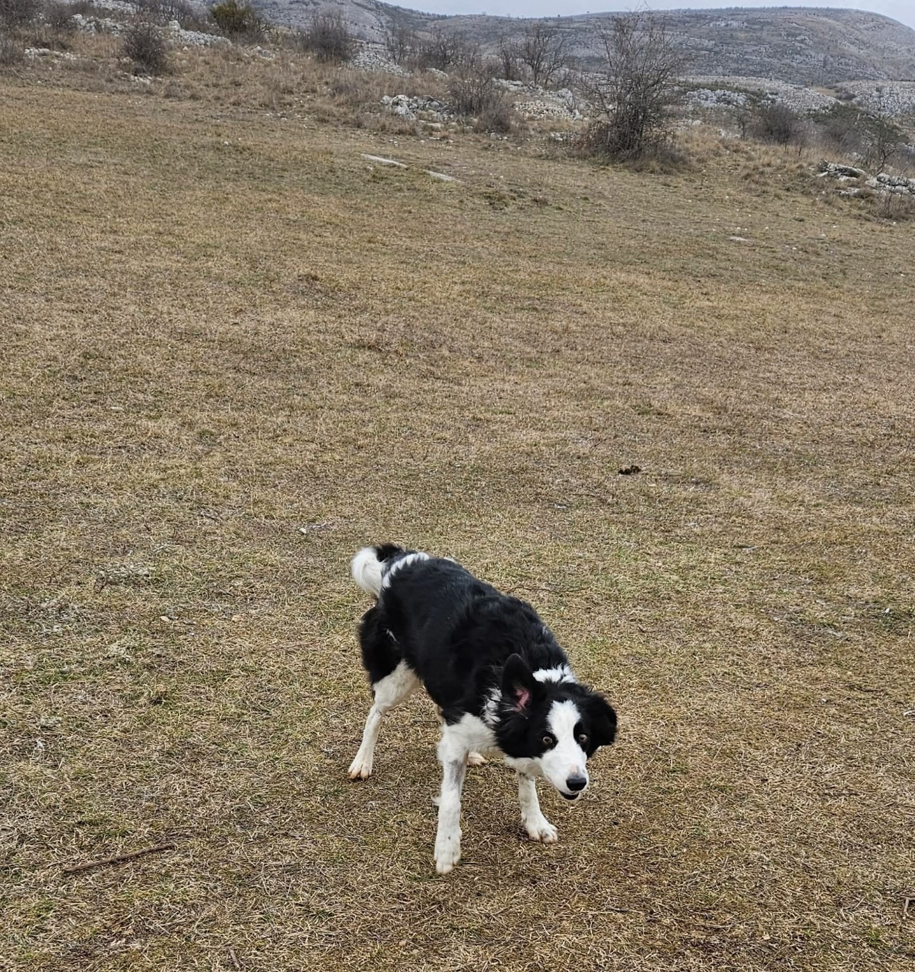 Naia des Crocs de Provence