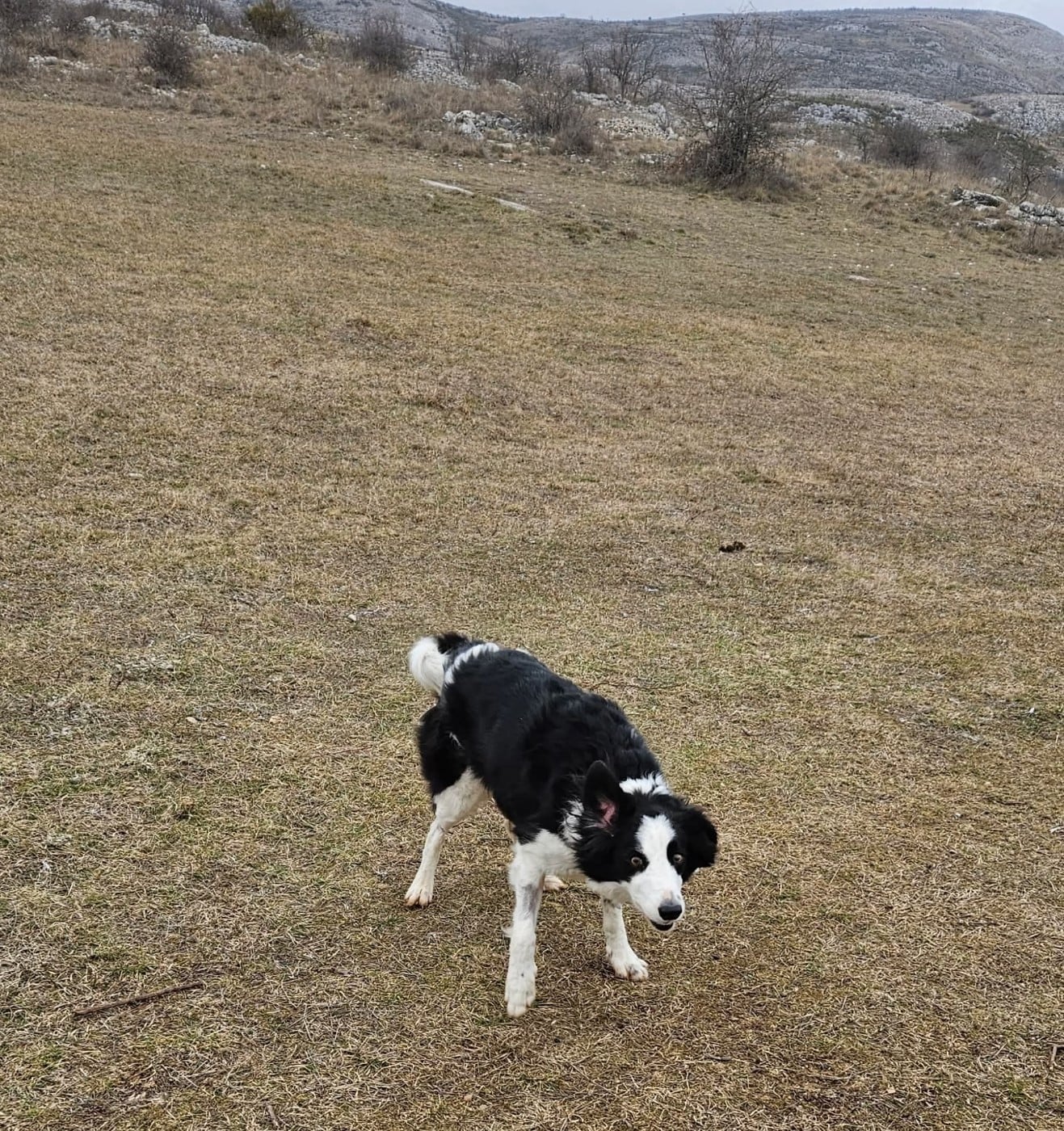 Naia des Crocs de Provence