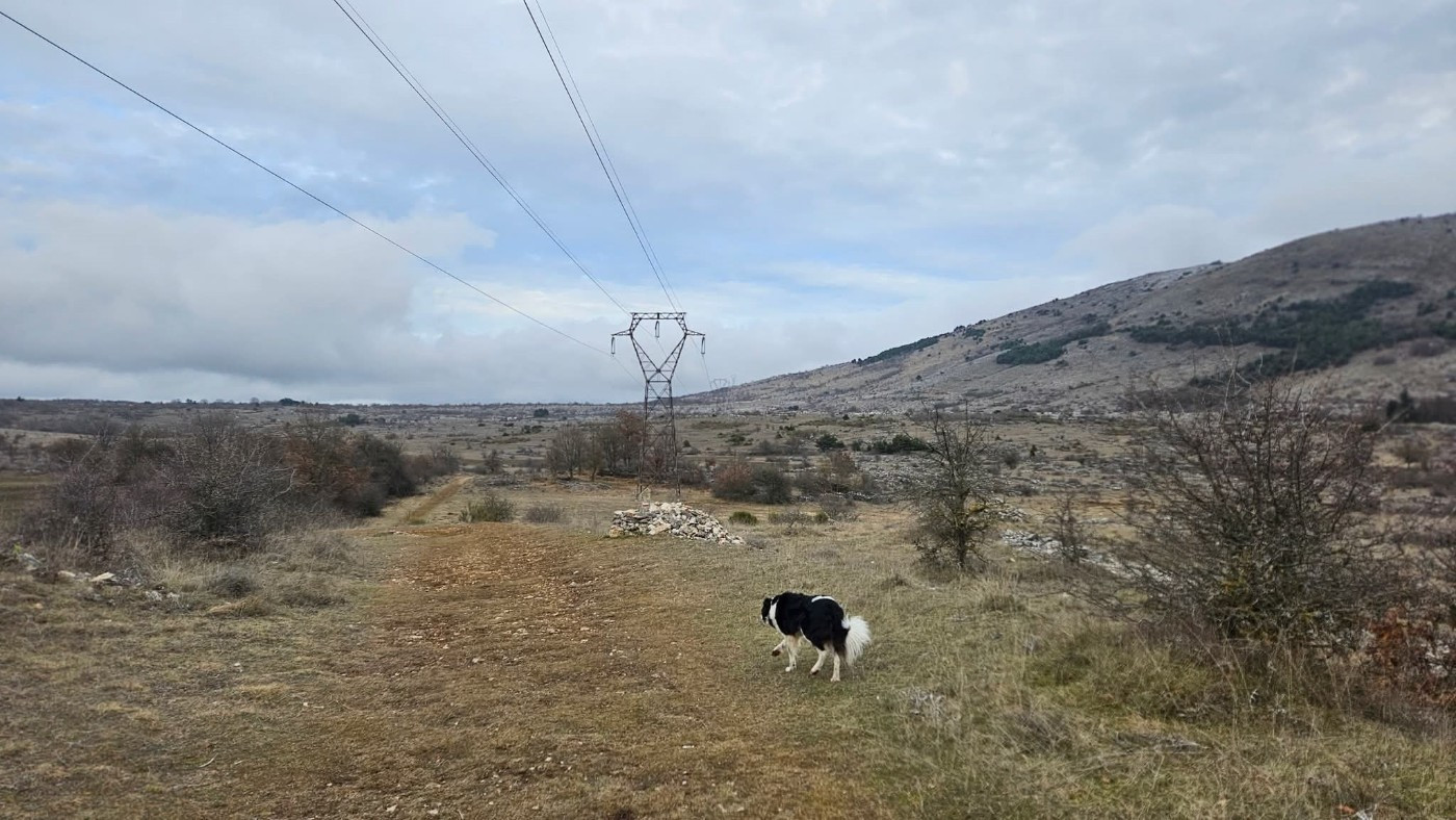 Naia des Crocs de Provence