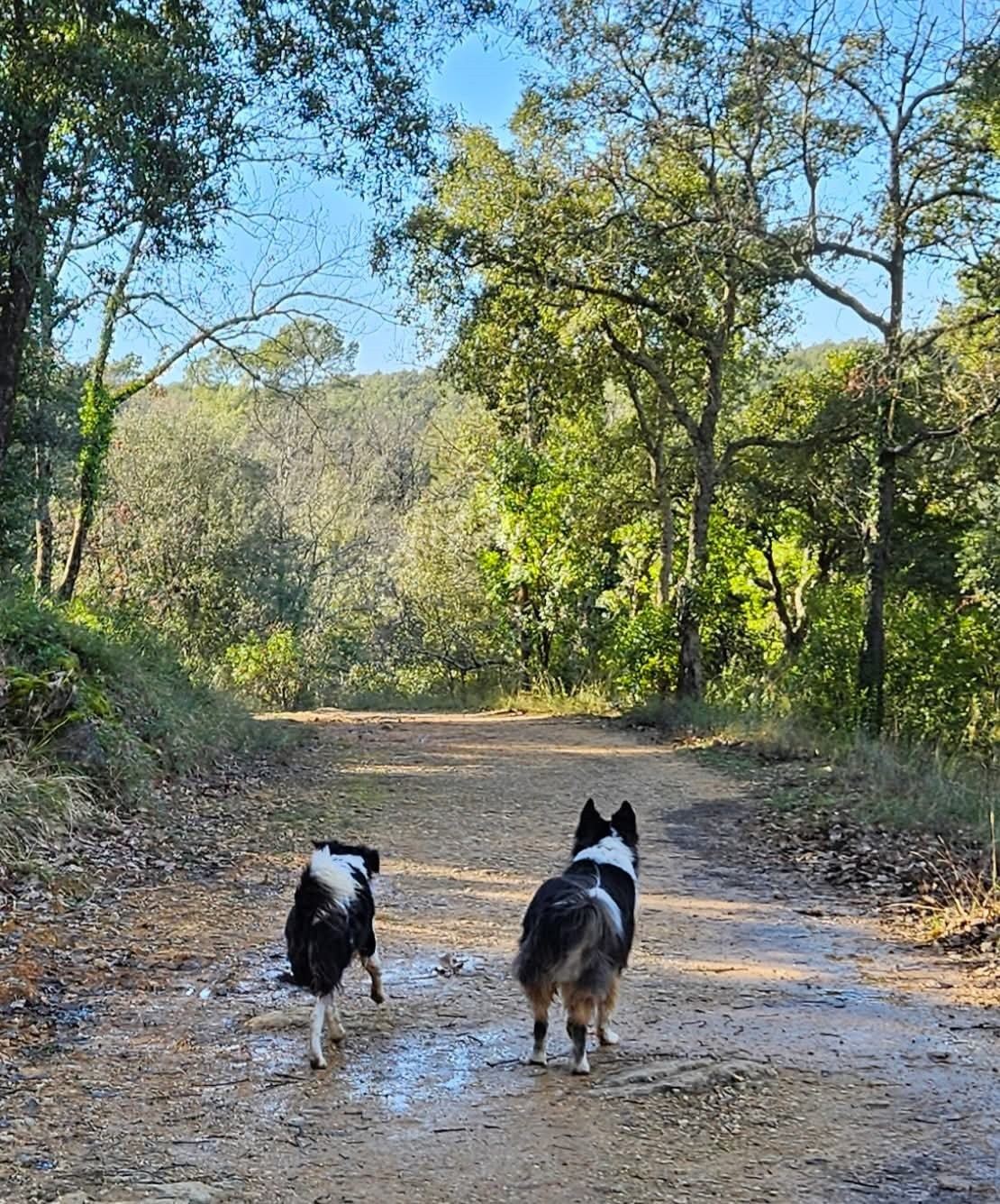 Naia des Crocs de Provence