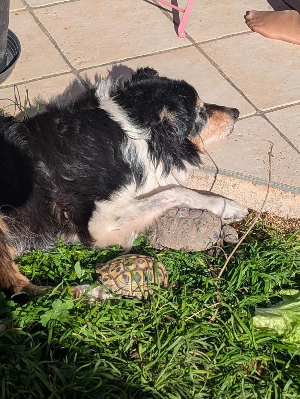 Foxty des Crocs de Provence