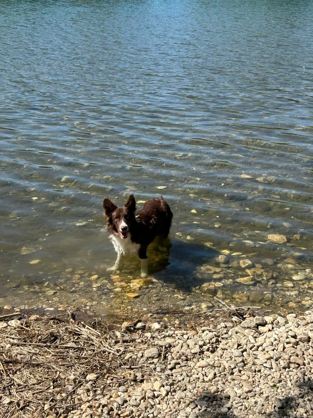 Aïko des Crocs de Provence