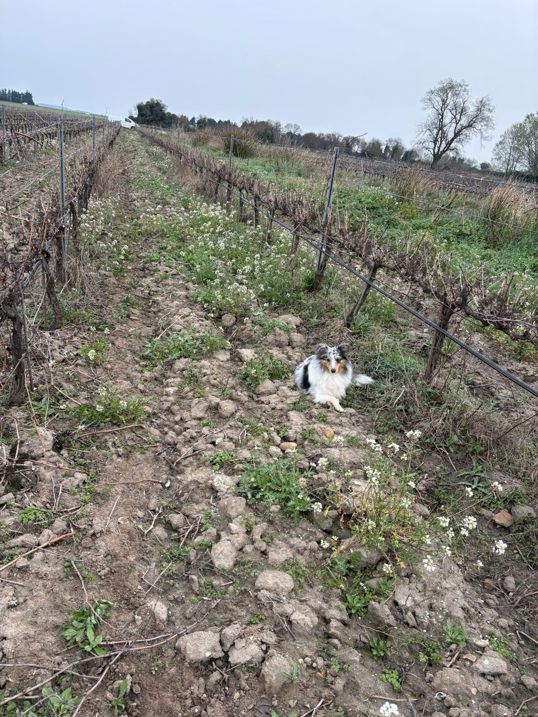 Vaban le prince rebelle bleu des Crocs de Provence