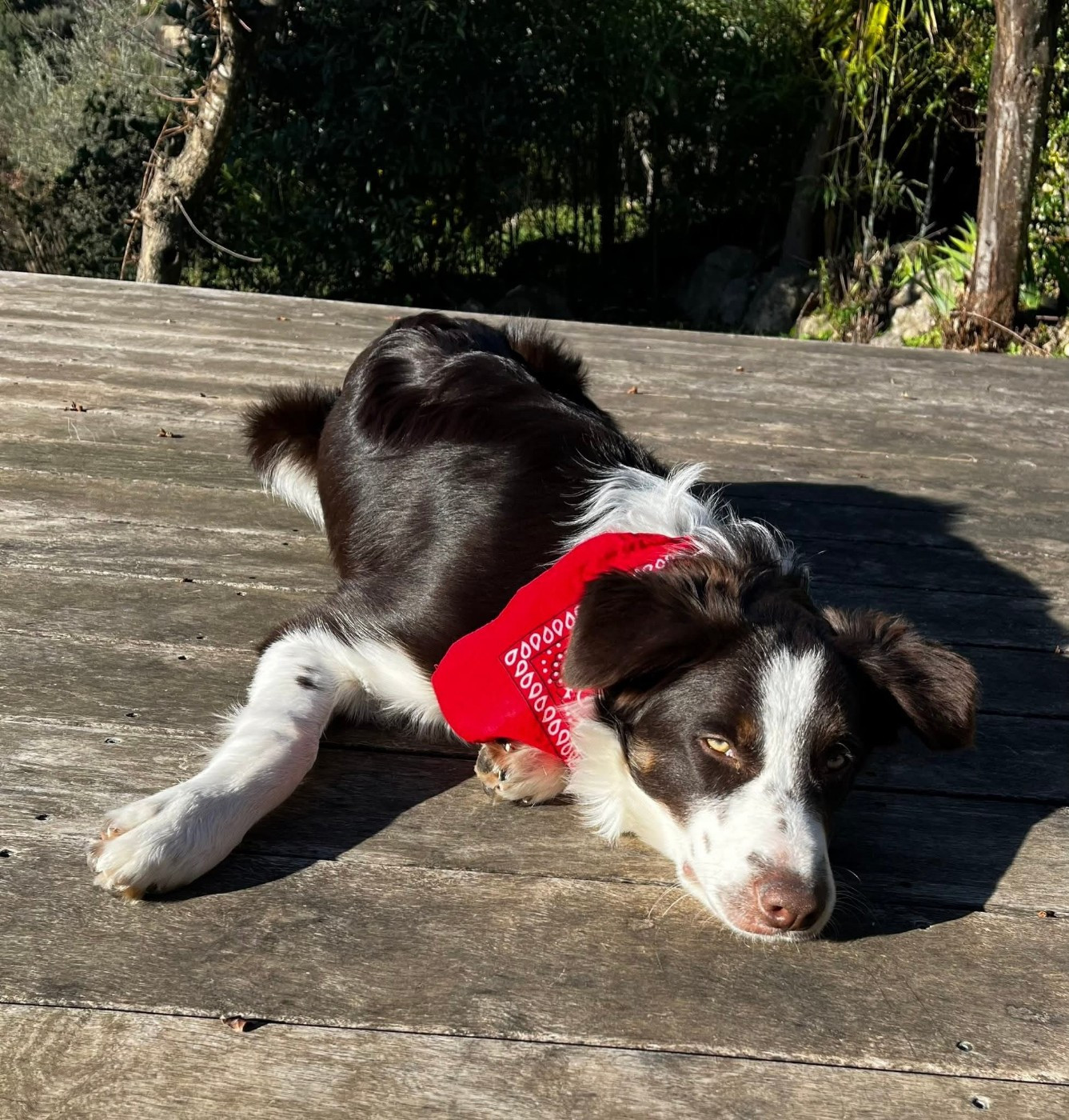 Asko des Crocs de Provence