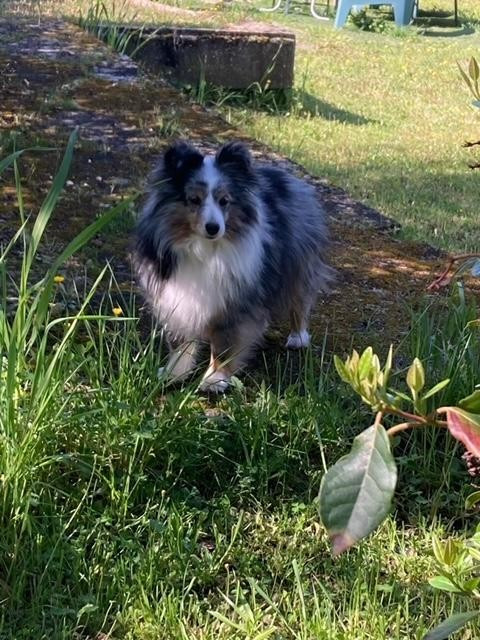Michaela quinn bleue des Crocs de Provence
