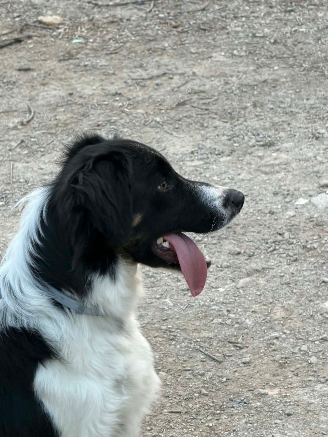 Aslan des Crocs de Provence