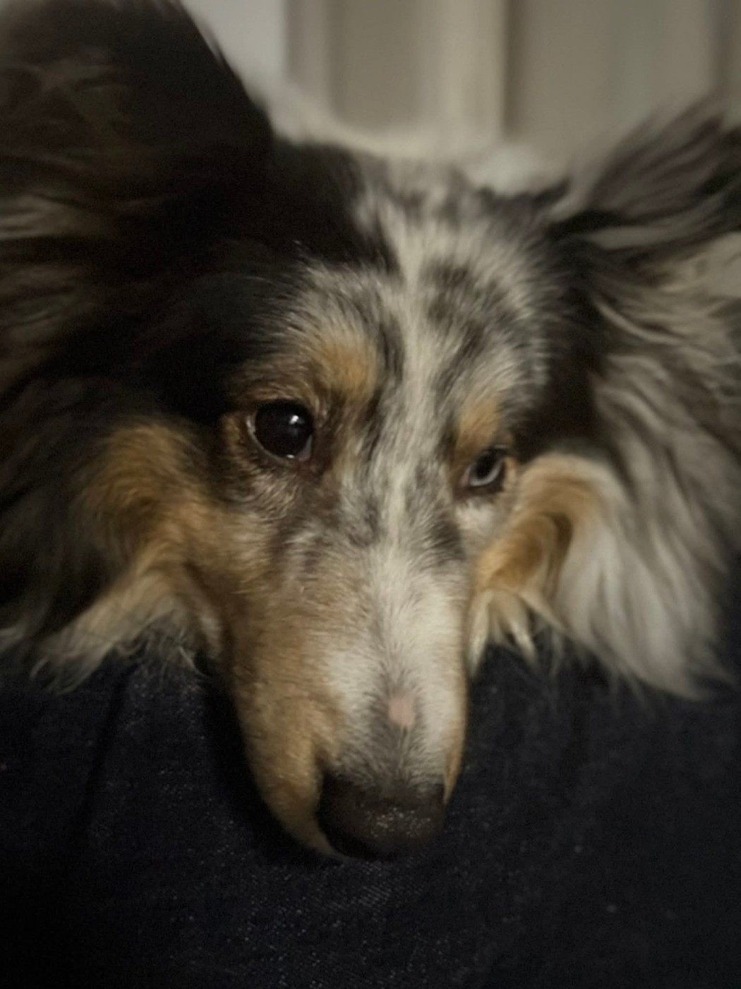 Roxie bleue des Crocs de Provence