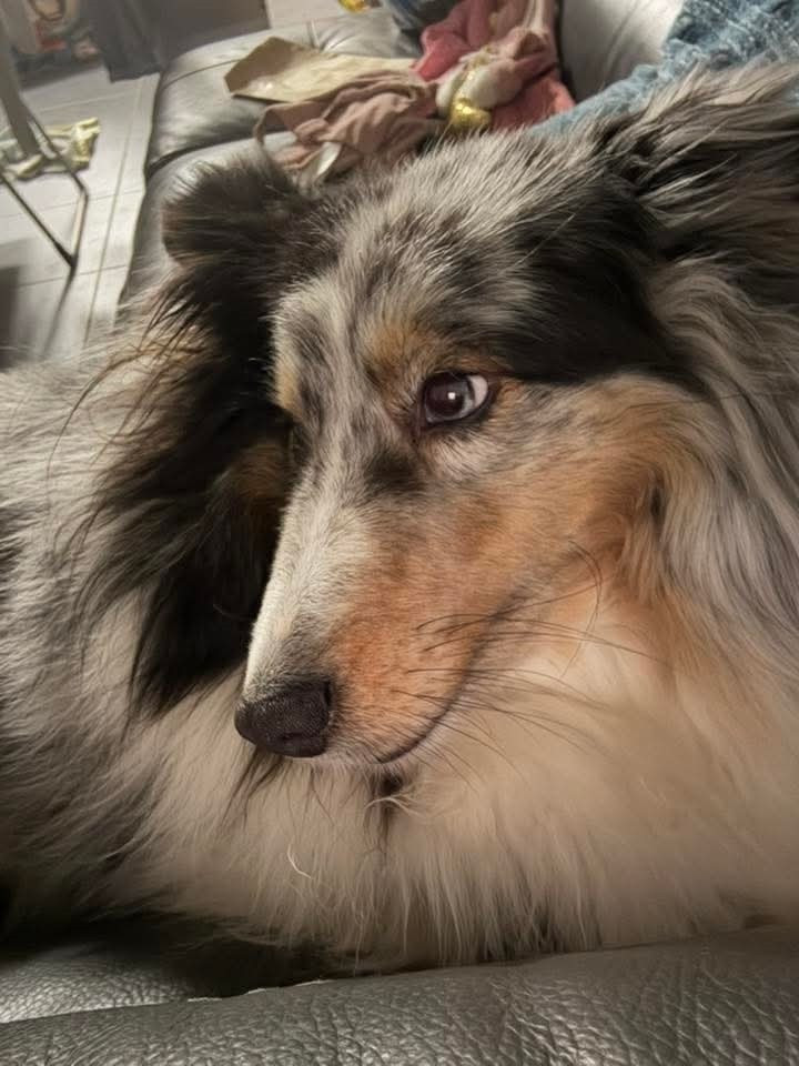 Roxie bleue des Crocs de Provence