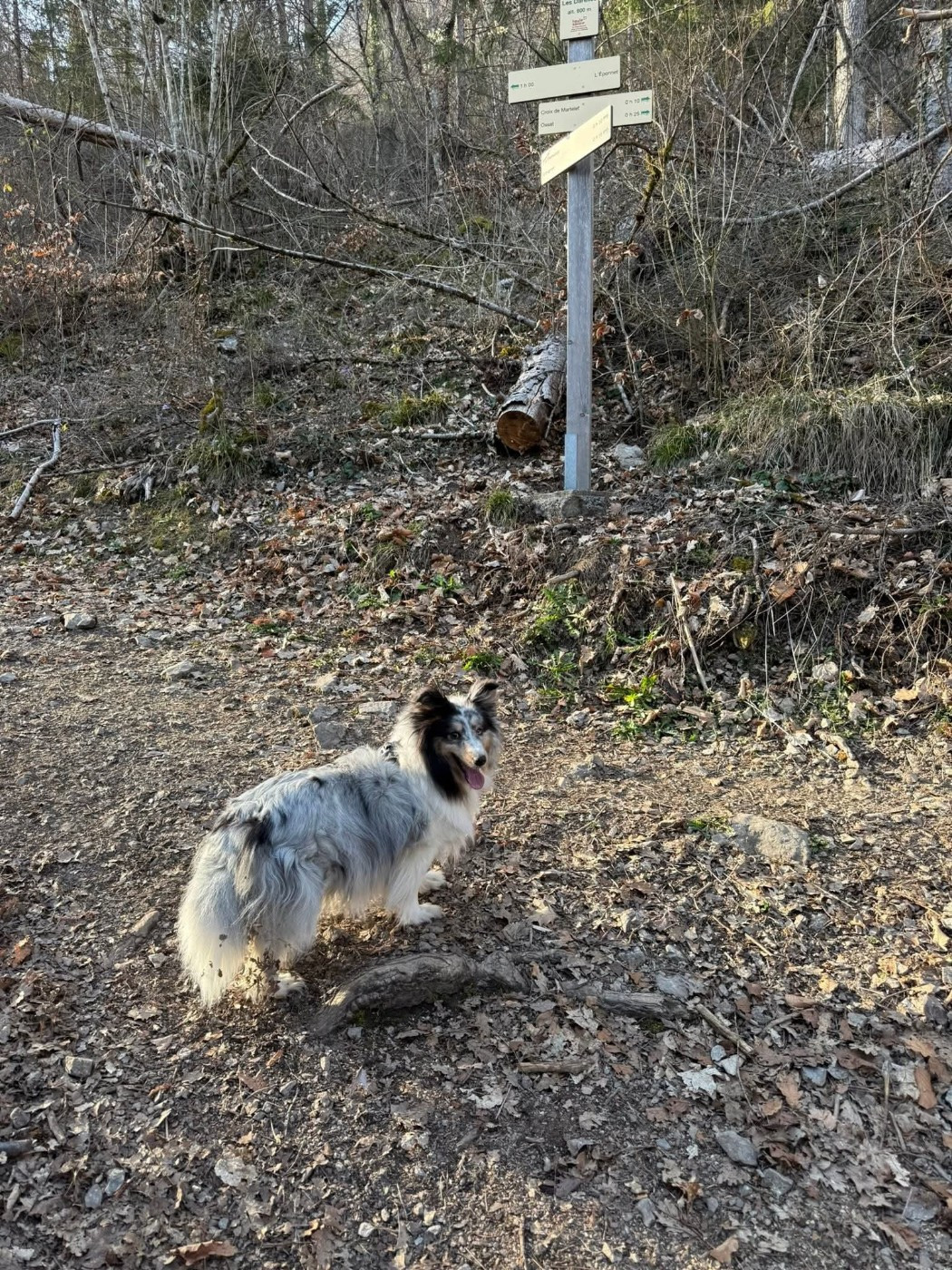 Roxie bleue des Crocs de Provence