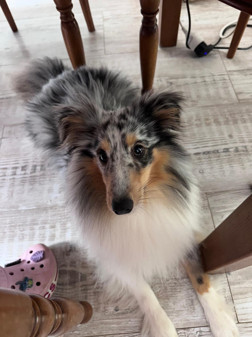 Vaban le prince rebelle bleu des Crocs de Provence