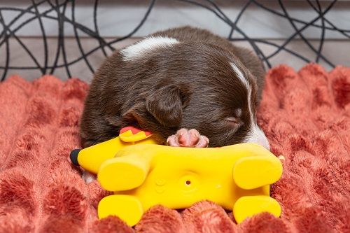 Ace red hawk des Crocs de Provence