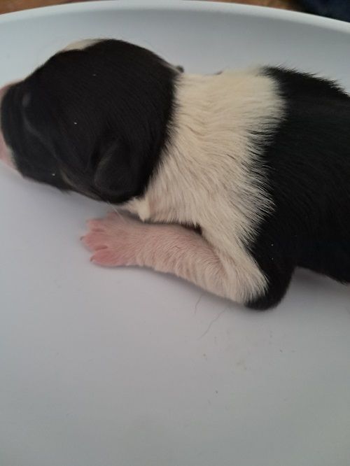 Aslan des Crocs de Provence