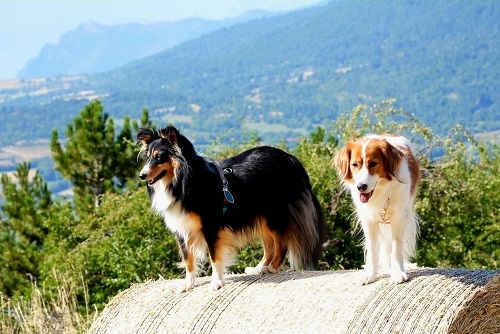 Uria brune des Crocs de Provence