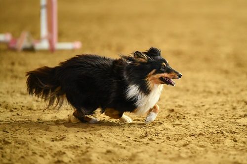 Publication : des Crocs de Provence Auteur : SCF