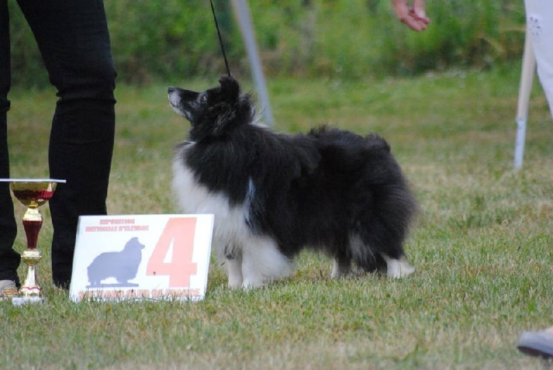 CH. Cheyenne la noire de L'Estérazur du Lac