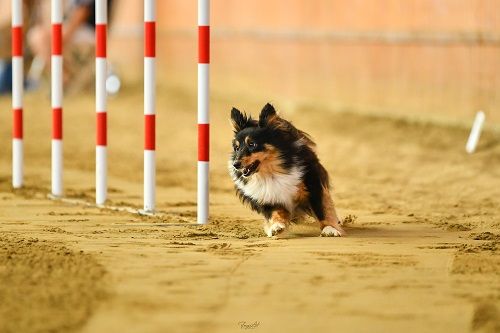 Publication : des Crocs de Provence Auteur : SCF