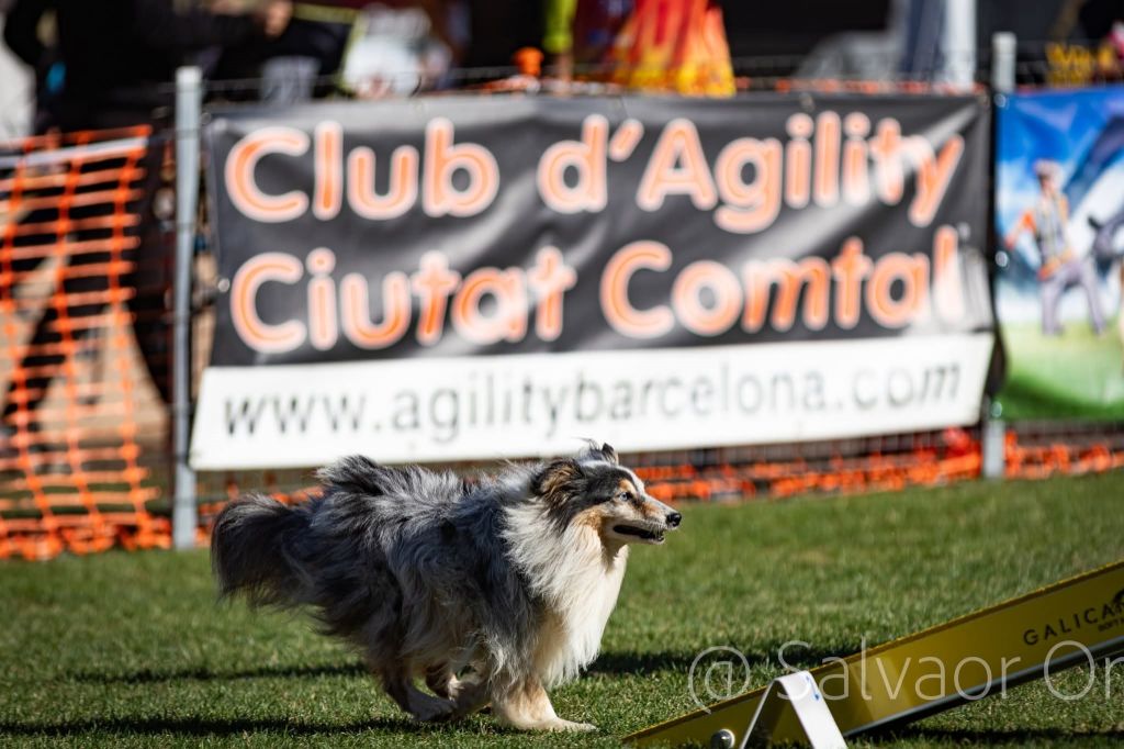 CH. Légolas esprit rebelle le bleu du grain de soleil