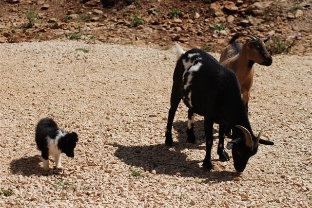 CH. Cheyenne la noire de L'Estérazur du Lac