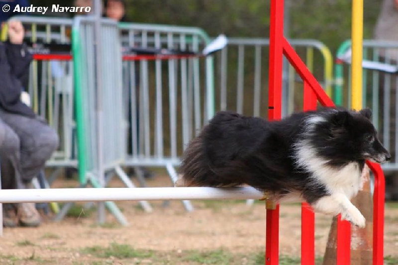 CH. Cheyenne la noire de L'Estérazur du Lac