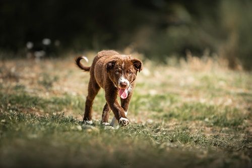 Ace red hawk des Crocs de Provence