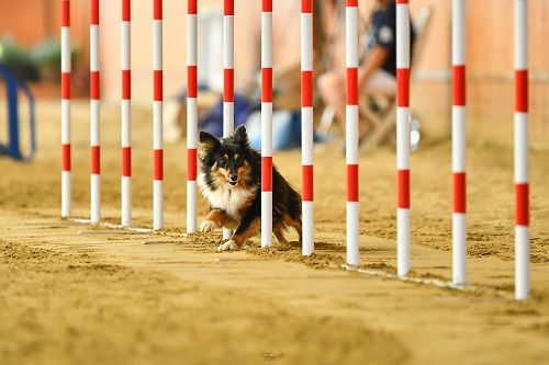 Publication : des Crocs de Provence Auteur : SCF