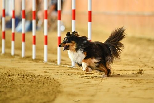 Publication : des Crocs de Provence Auteur : SCF