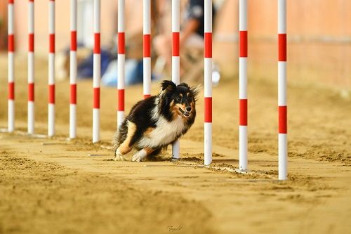 Publication : des Crocs de Provence Auteur : SCF