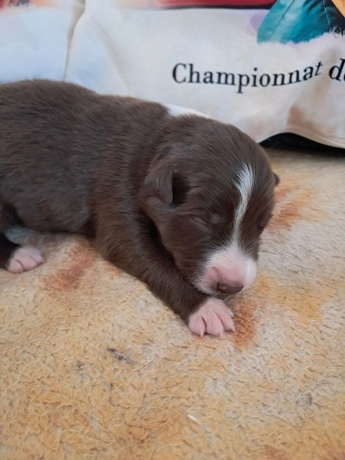 Ace red hawk des Crocs de Provence