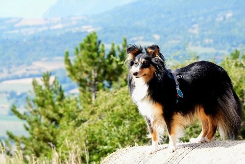 Uria brune des Crocs de Provence