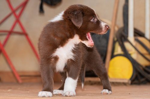 Ace red hawk des Crocs de Provence