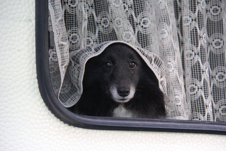 CH. Cheyenne la noire de L'Estérazur du Lac