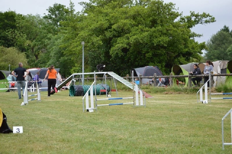 CH. Flèche noire du grand pré d 'ortignac