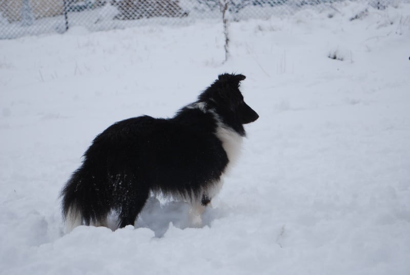 CH. Cheyenne la noire de L'Estérazur du Lac