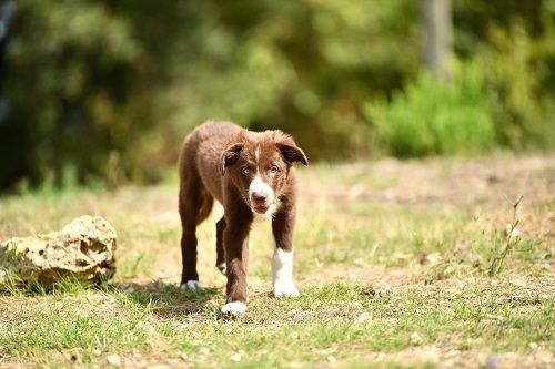 Ace red hawk des Crocs de Provence