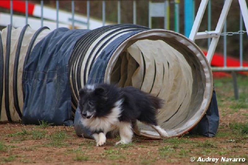 CH. Cheyenne la noire de L'Estérazur du Lac