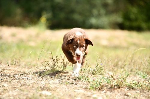 Ace red hawk des Crocs de Provence