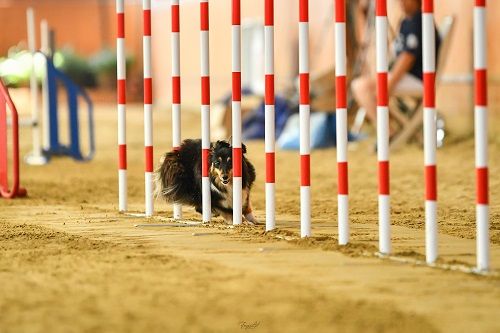 Publication : des Crocs de Provence Auteur : SCF