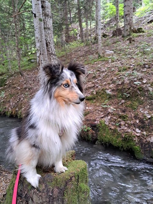 Osanna blue des Crocs de Provence