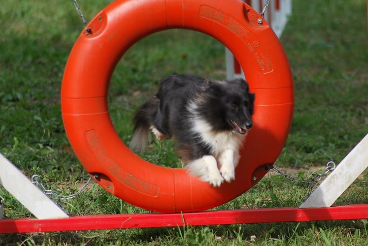CH. Cheyenne la noire de L'Estérazur du Lac