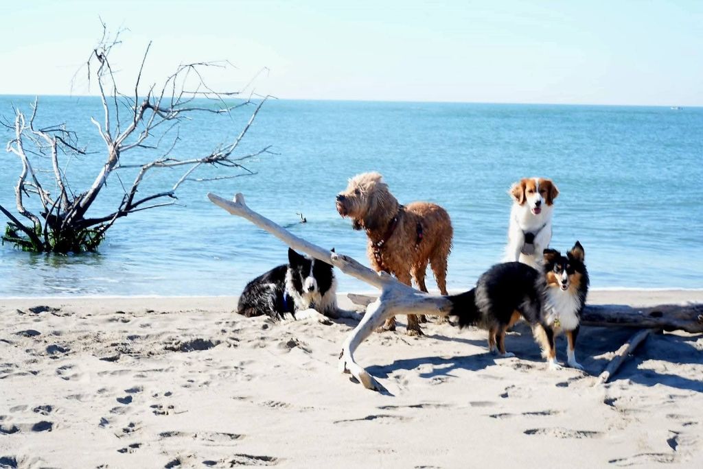 Uria brune des Crocs de Provence