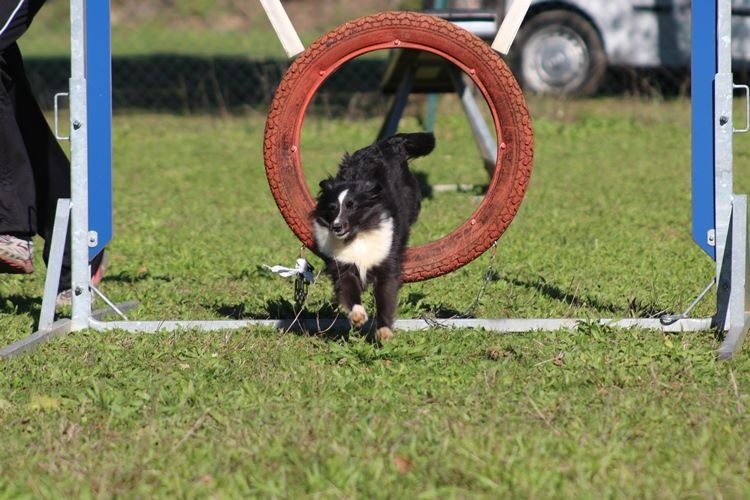 CH. Flèche noire du grand pré d 'ortignac