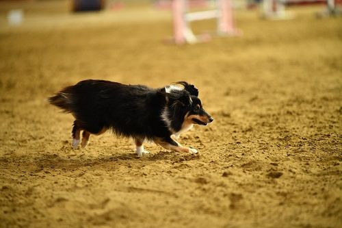 Publication : des Crocs de Provence Auteur : SCF