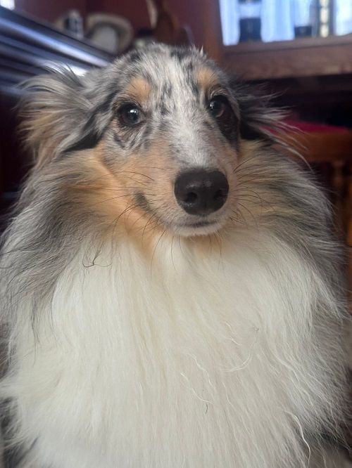 Vaban le prince rebelle bleu des Crocs de Provence